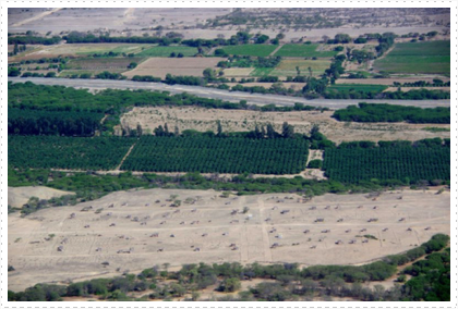 A tree farm on the way to the Nazca Lines