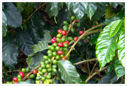Coffee beans, Armenia