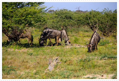Wildebeests / Gnus