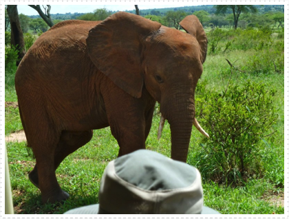 "So, how close were the elephants?"