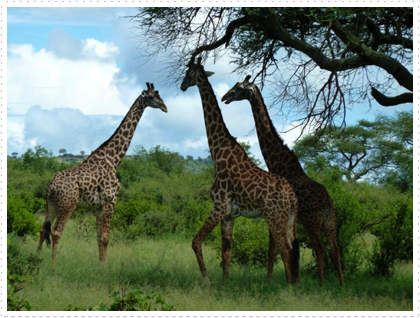 Giraffes