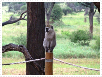 Vervet Monkey