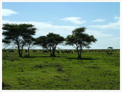 Wildebeests on the Serengeti Plains