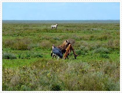 Hyena Feasting on a Gazelle,Vulture Waiting its Turn