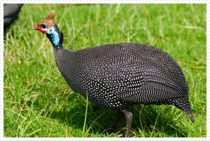 Guinea Fowl