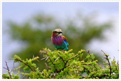 Lilac-breasted Roller